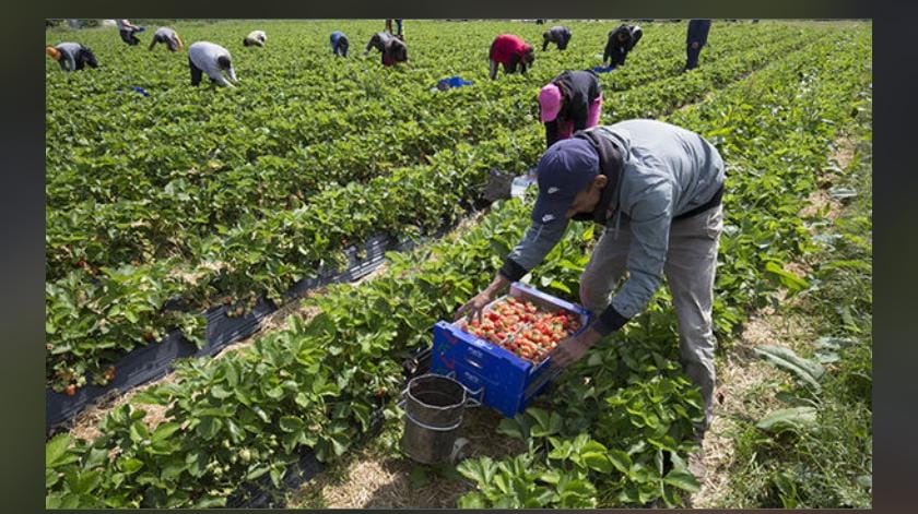 Cueillette de fraises en plein champ