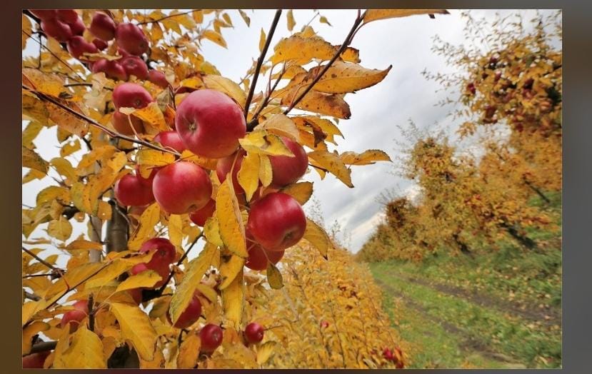 Pommiers en Pologne