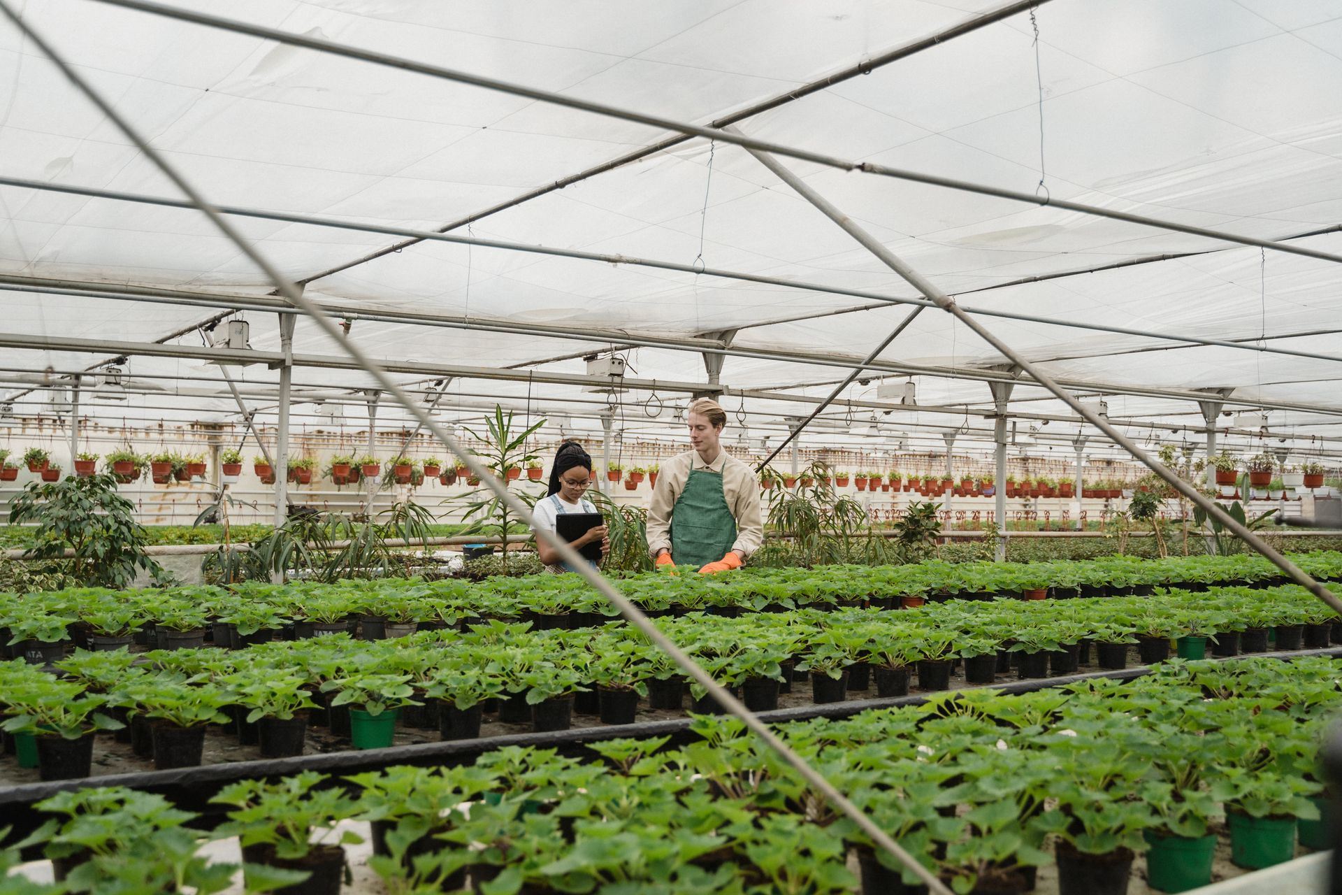 Équipes agricoles MAX WORKERS SOLUTIONS en serre
